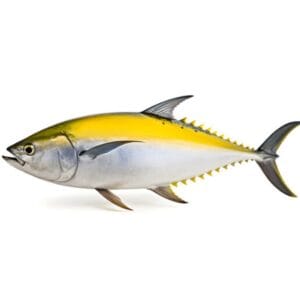 YELLOWFIN TUNA / CUPA / BUGDI