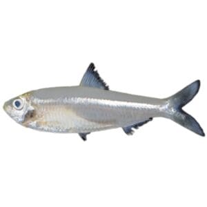 Fresh Bay Anchovy Fish Closeup