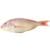 Rose perch swimming gracefully in clear tropical waters