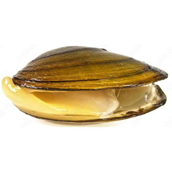 Fresh clams, ideal for steaming or adding to seafood pasta, perfect for flavorful soups and chowders