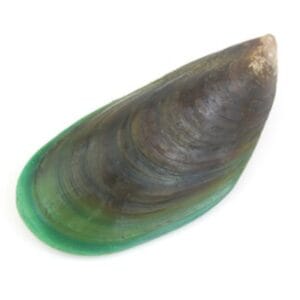 MUSSELS / SHAMBUK / XINANI