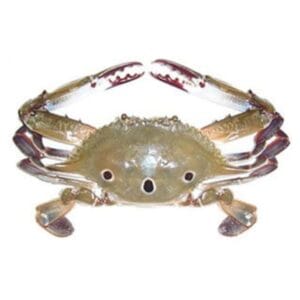 SPOTTED SEA CRABS / CHIMORI / KURLEO