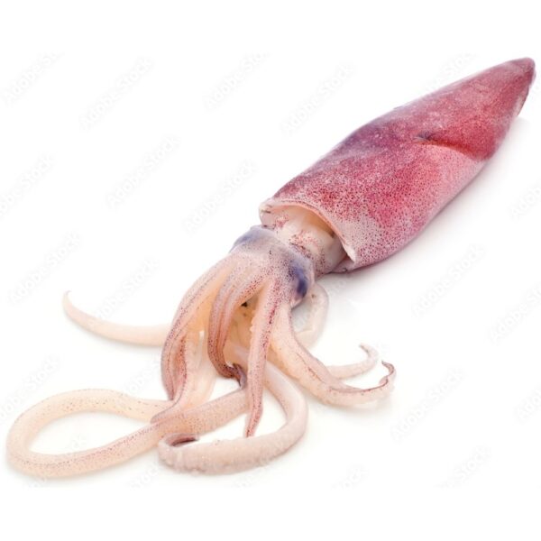 Fresh whole squids with glossy white bodies and tentacles, perfect for grilling or frying, displayed on a bed of crushed ice