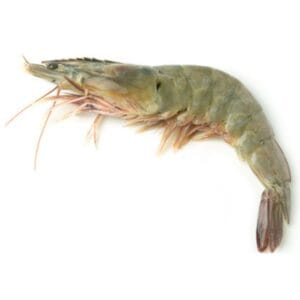 VANNAMEI PRAWNS / WHITE LEGGED PRAWNS