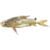 catfish