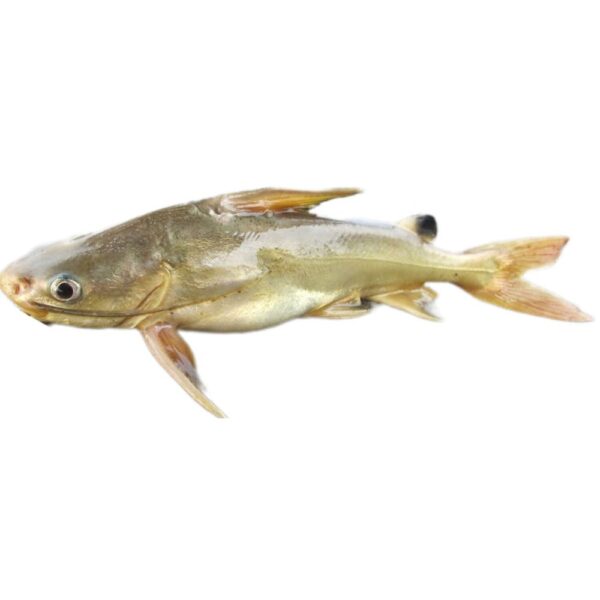 Whole fresh catfish with smooth, silvery skin, laid out on ice, perfect for grilling or frying in Southern-style dishes