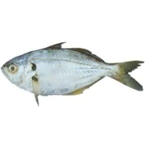 Fresh Butterfish: Delicious and Nutritious Seafood