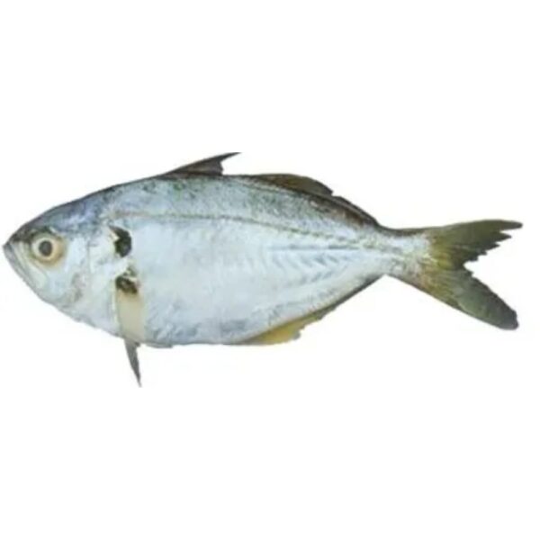 Fresh Butterfish: Delicious and Nutritious Seafood