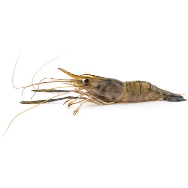 Freshwater scampi shrimp with tender, juicy meat, displayed raw with their shells on, perfect for grilling or stir-frying