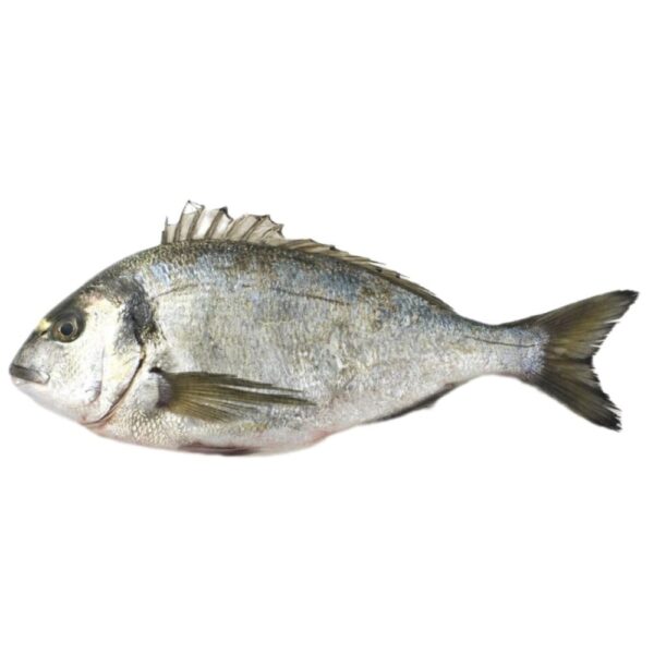 Fresh silver bream fish: tender and flavorful