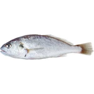 CROAKER / DOMA / DODYARO