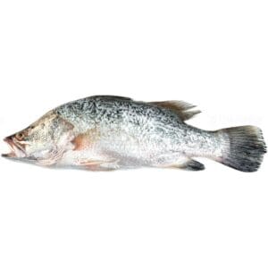 GIANT SEA PERCH / BARRAMUNDI / JITADA / CHONOK