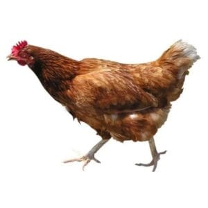 FREE RANGE CHICKEN / GAOTHI MURGI