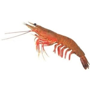 SAYTI PRAWNS / JINGA / SUNGOT