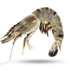 BLACK TIGER PRAWNS / JINGA / SUNGOT