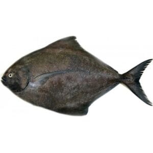 BLACK POMFRET / KALE PAPLET / HALWA