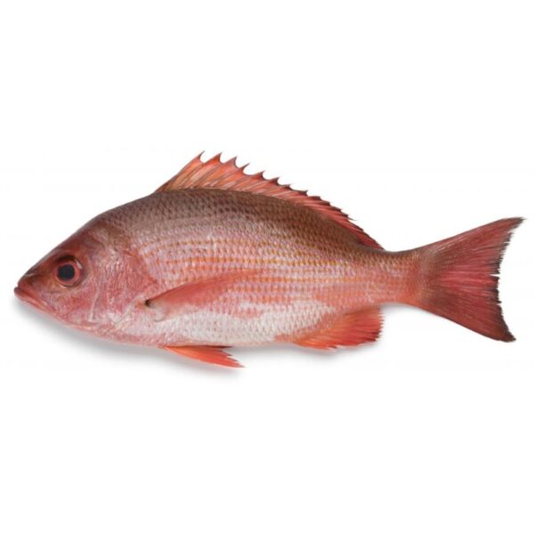 Red snapper fish swimming gracefully