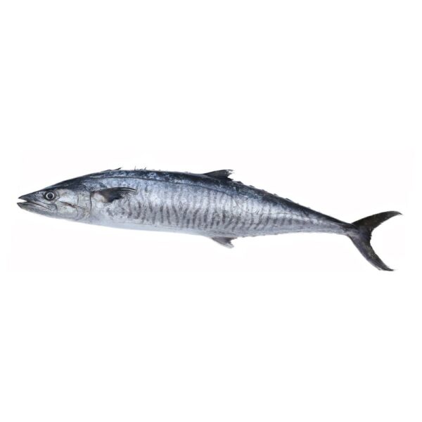 Kingfish: A Prized Marine Predator