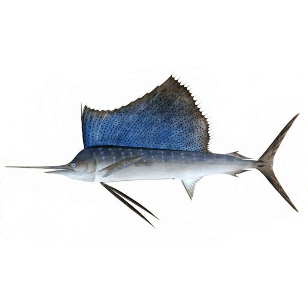 Sailfish with its distinctive sail fin