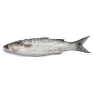 Mullet fish caught by fishermen