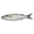 Mullet fish caught by fishermen