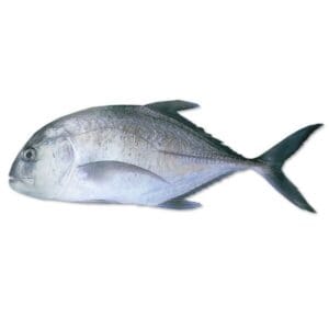 GIANT TREVALLY / CARNAX / CONCAR