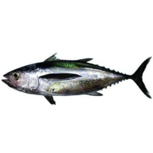 BLUEFIN TUNA / CUPA / BAKADO