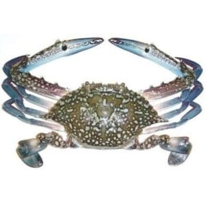 BLUE SEA CRAB / CHIMORI / KURLEO
