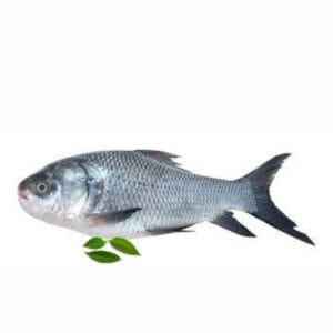 CARP / CATLA / KATLA