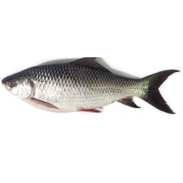 Fresh Labeo Fish from India