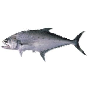 QUEENFISH / PALAY / ANJAL