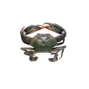 GREEN CRABS / CHIMORI / KURLEO
