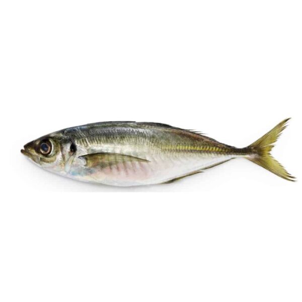 Horse Mackerel fresh whole fish rich in omega-3 wild-caught sustainable seafood buy online