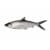 Milkfish