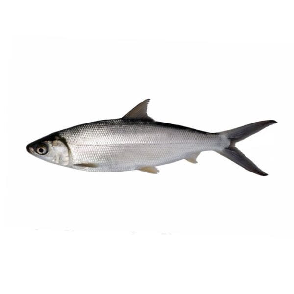 Milkfish