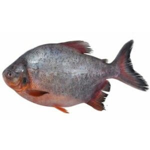 river pomfret