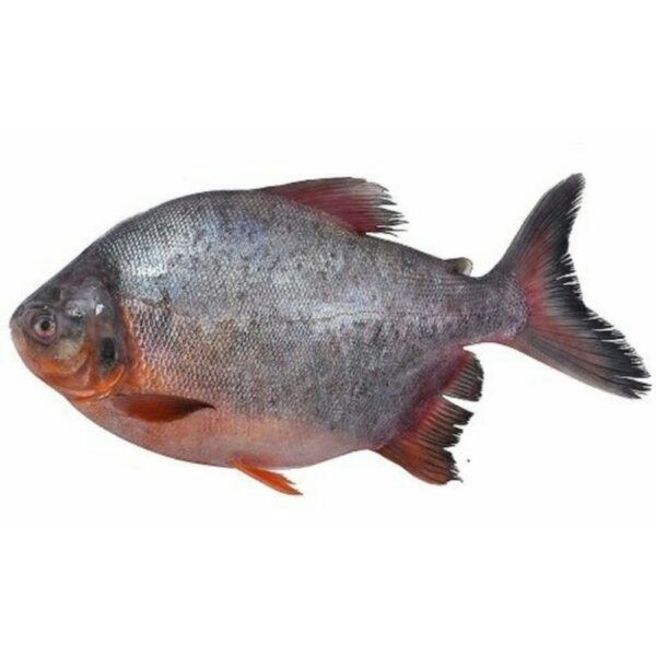 Roopchand fish whole cleaned freshwater Pomfret healthy omega-rich buy fresh frozen seafood online