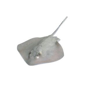 Stingray fish