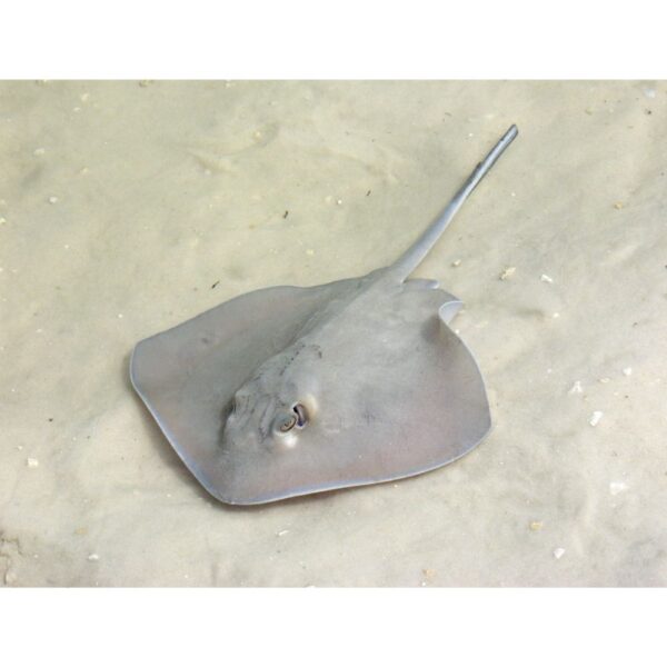 Stingray fish swimming in clear ocean water, close-up of stingray fins, marine life, tropical stingray species, stingray habitat